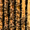 Buckfast-Ableger 6 Waben -standbegattet-